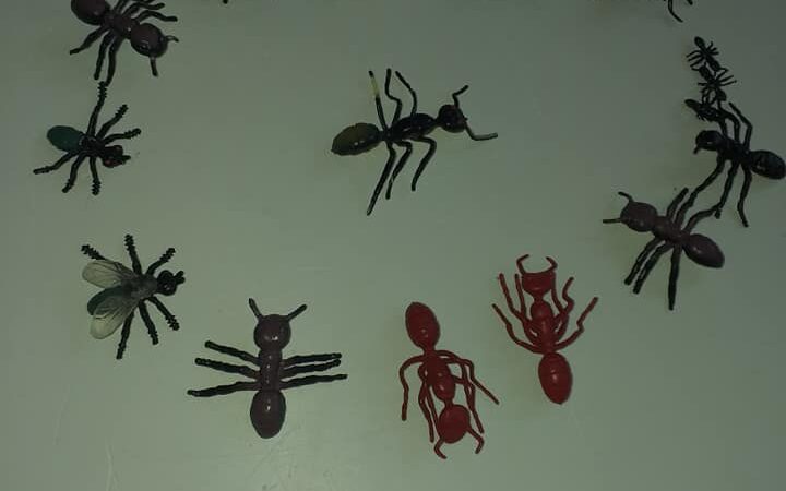 Tajemniczy świat mrówek