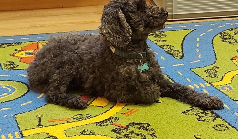 Zajęcia z dogoterapii